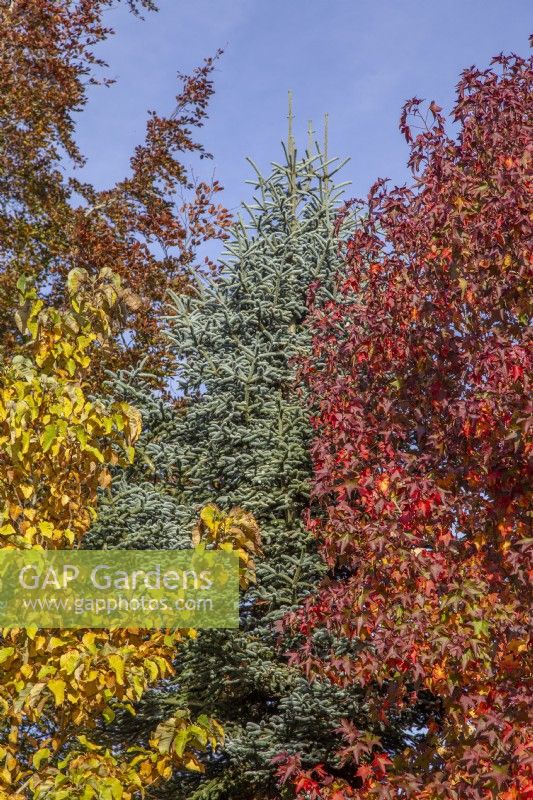 Couleur d'automne dans le bois d'Adrian aux jardins de Bressingham, Norfolk, conçu par Adrian Bloom - OctoberMagnolia 'Elizabeth', Abies procera, Liquidambar styraciflua.