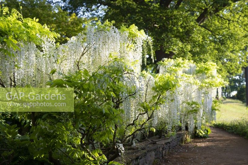 Wisteria floribunda f. alba 'Shiro-noda'