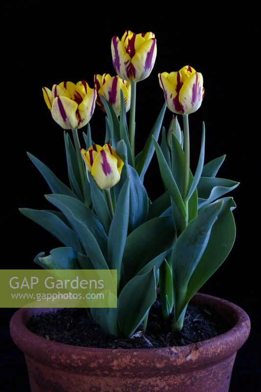 Tulipes triomphe , Tulipa Helmar dans un pot en terre cuite photographié sur fond noir.