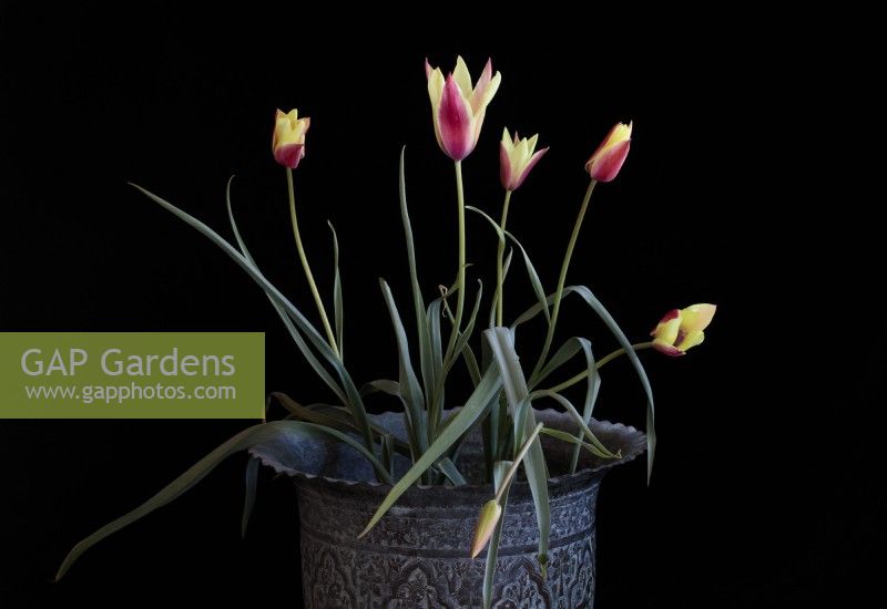 Tulipa clusiana 'chrysantha' également connue sous le nom de tulipe dorée dans un pot indien vintage orné, photographiée sur fond noir.