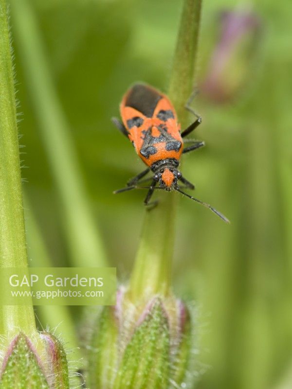 Corizus hyoscyami - Cinnamon bug ou Black et Red Squash Bug sur erodium seedhead
