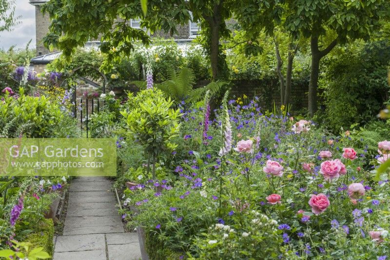 Afficher le long du chemin d'accès à la porte dans le jardin de la ville fortifiée. Rosa 'Boscobel', Lauriers en pots, Géranium 'Brookside' et digitales. Juin