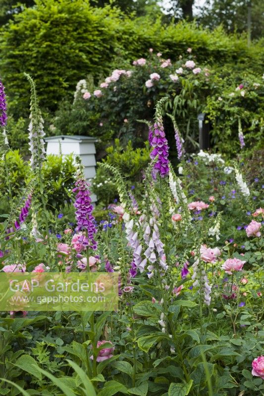 Vue sur jardin en été avec digitales, Rosa 'Boscobel' et une ruche Juin