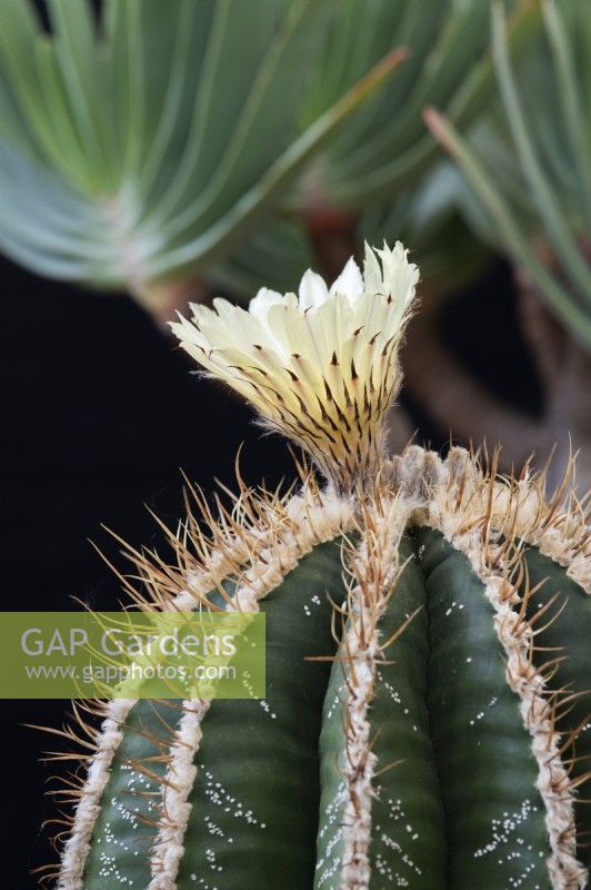 Astrophytum Ornatum - Cactus à capuchon de moine
