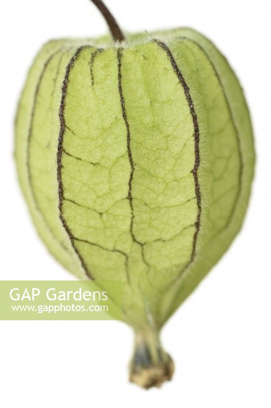 Physalis peruviana Groseille du Cap Goldenberry vert calice papyracé rond fruits non mûrs Novembre