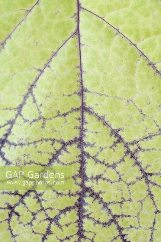 Physalis peruviana Groseille du Cap Goldenberry Leaf pattern Août