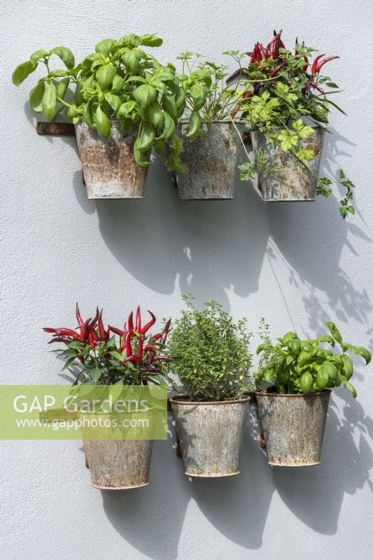 Pots de fleurs en métal rouillés sur le mur avec des herbes et des plantes comestibles, notamment du basilic, de la coriandre, des piments mélangés et du thym.The Green Sky Pocket Garden Designer: James SmithCategory: Balcony GardenRHS Chelsea Flower Show 2021