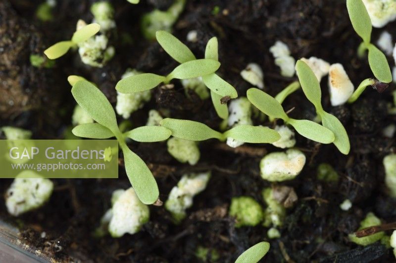 Rumex sanguineus semis d'oseille poussant à l'intérieur pour les jeunes feuilles de salade Octobre