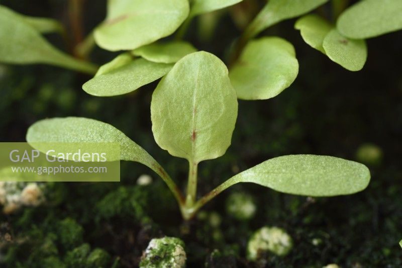 Rumex sanguineus semis d'oseille poussant à l'intérieur pour les jeunes feuilles de salade Octobre