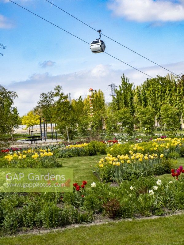 Plantation mixte de jonquilles et de tulipes avec téléphérique au loin à Floriade Expo 2022 Exposition horticole internationale Almere Pays-Bas