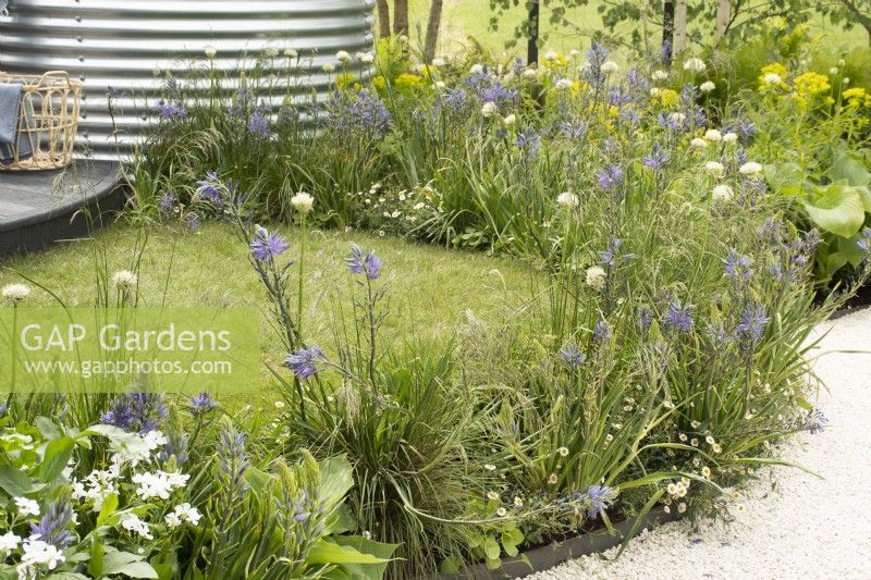 Parterres de fleurs à thème bleu et blanc dans le jardin 'The Vitamin G' au RHS Malvern Spring Festival 2022 - Designer Alan Williams