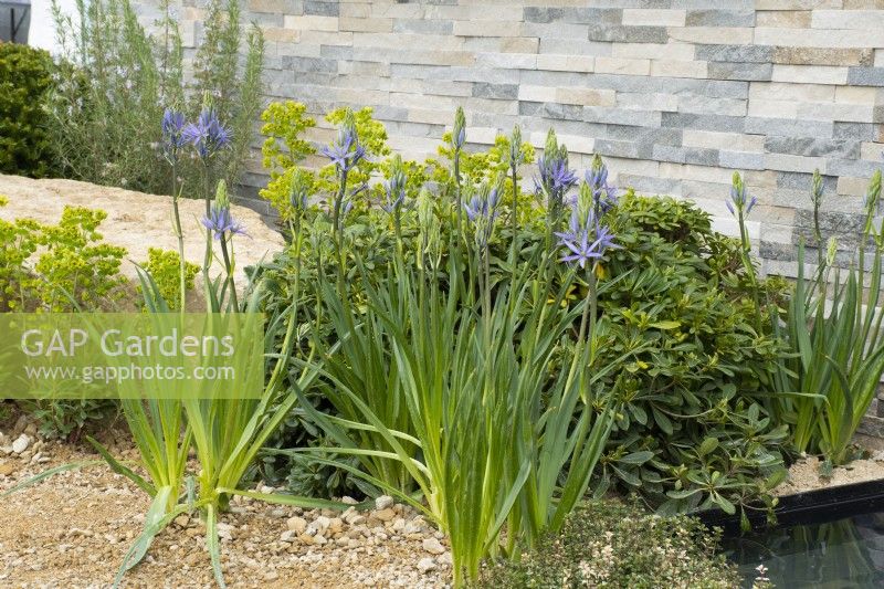 Camassia dans un parterre de fleurs dans le jardin d'exposition 'A Peaceful Escape' au RHS Spring Festival 2022 - Designer James Langlands - Silver Gilt Medal Show Garden