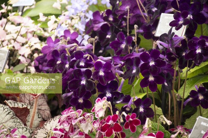 Streptocarpus 'Elsi' dans le chapiteau floral au RHS Malvern Spring Festival 2022 - Dibleys Nurseries - Gold Medal Winner