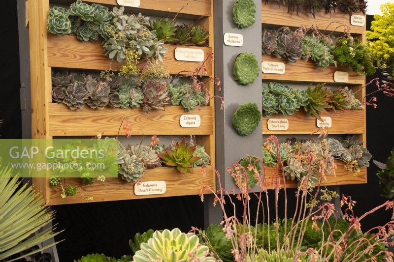 Exposition de plantes succulentes dans le chapiteau floral au RHS Malvern Spring Festival 2022 - Surreal Succulents - Gold Medal winner