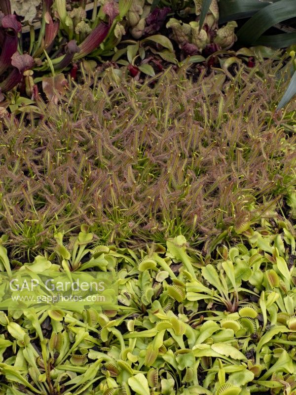 Parterre de plantes insectivores Sarracenia, Drosera et Dionaea muscipula Venus Fly Trap à Floriade Expo 2022 Exposition horticole internationale Almere Pays-Bas