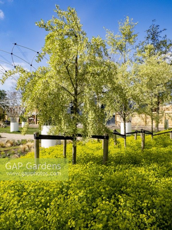 Eleagnus multiflora une plante fixatrice d'azote du sol cultivée comme un petit arbre avec Euphorbia robbiae comme couvre-sol. Floriade Expo 2022 Salon international de l'horticulture Almere Pays-Bas