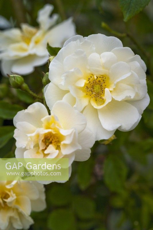 Rosa 'Chardonneret', Polyantha Rambler Rose. Petite fleur jaune/or au début de l'été.