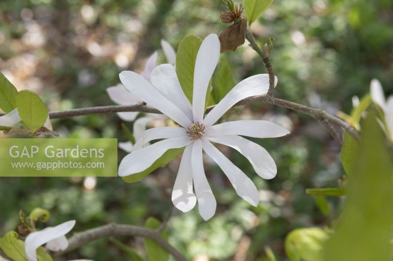 Magnolia x loebneri 'Léonard messel'
