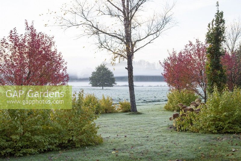 Brouillard tôt le matin dans le Gap Meadow conçu par Adrian Bloom, The Bressingham Gardens, Norfolk - NovemberAcer rubrum 'Brandywine', Betula nigra 'Heritage', Cornus sanguinea 'Midwinter Fire', Quercus robur