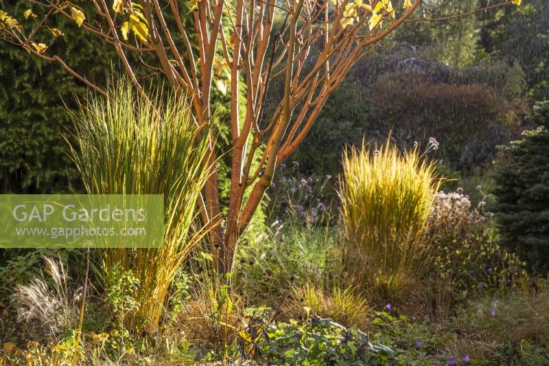 Acer x conspicuum 'Phoenix' avec Panicum virgatum 'Northwind' dans la lumière du soleil du soir - OctoberFoggy Bottom, The Bressingham Gardens, Norfolk, conçu par Adrian Bloom