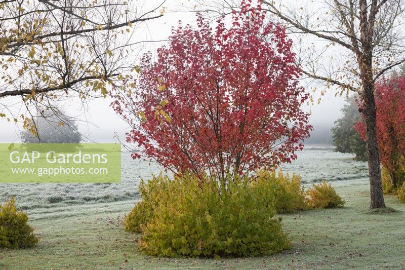 Brouillard tôt le matin dans le Gap Meadow conçu par Adrian Bloom, The Bressingham Gardens, Norfolk - NovemberAcer rubrum 'Brandywine', Betula nigra 'Heritage', Cornus sanguinea 'Midwinter Fire', Quercus robur