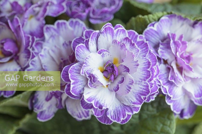 Primula Belarina Lilas Vif