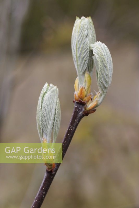 Nouvelle croissance sur Sorbus aria 'Lutescens' - Whitebeam