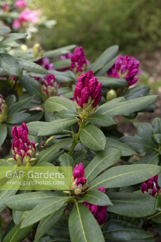 Bourgeons de Rhododendron 'Cosmopolitan'