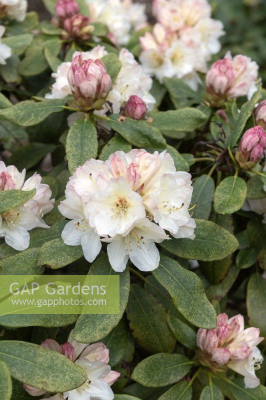 Rhododendron 'Laitière'