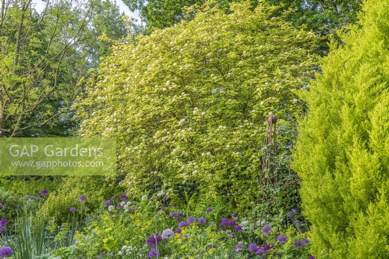 Cornus sericea 'Hedgerows Gold' fleurit dans un parterre de jardin de campagne informel au début de l'été - mai