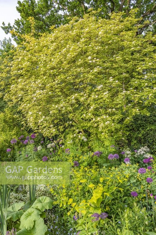 Cornus sericea 'Hedgerows Gold' fleurit dans un parterre de jardin de campagne informel au début de l'été - mai