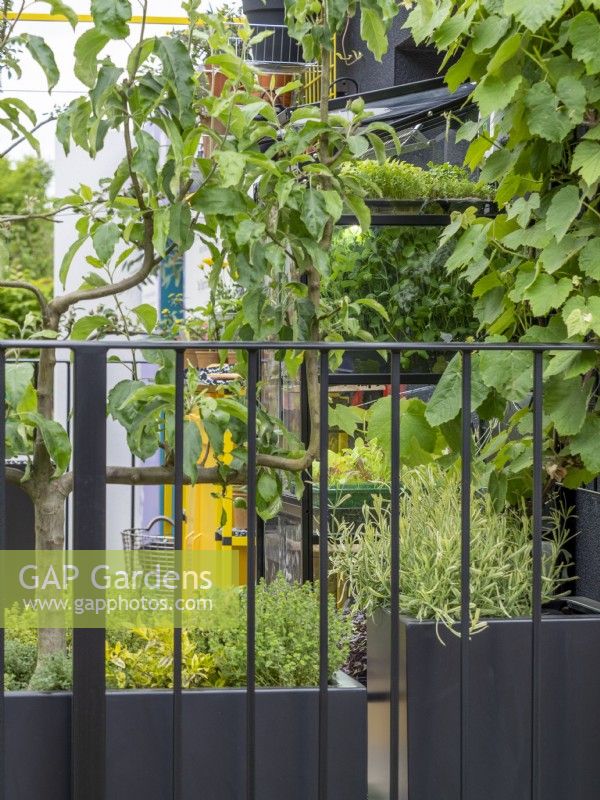 Arbres et arbustes exposés dans The Potting Balcony Garden, jardinières en plastique recyclé