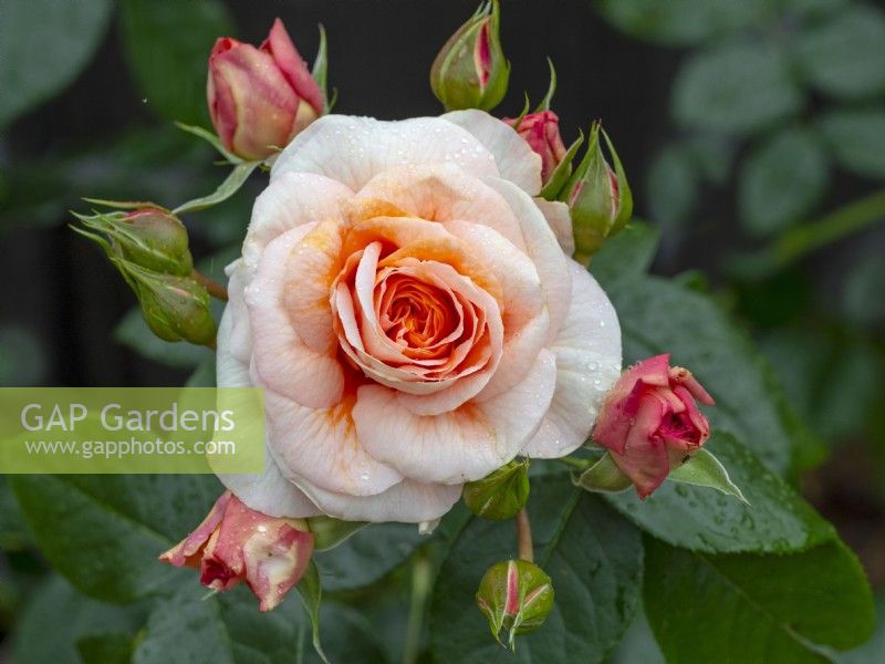 Rosa 'C'est une vie merveilleuse' en fleurs Norfolk juin