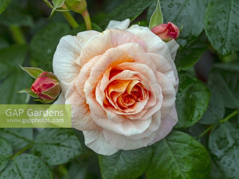 Rosa 'C'est une vie merveilleuse' en fleurs Norfolk June