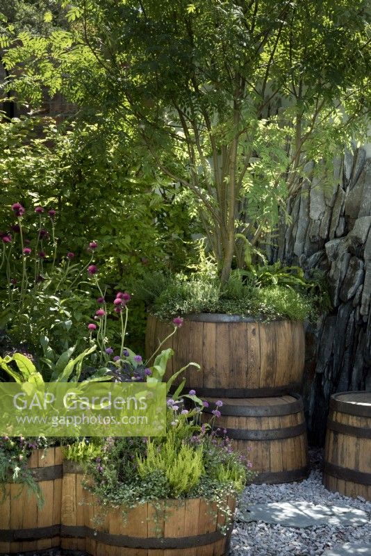 The Still Garden avec des planteurs de fûts de whisky écossais en bois récupérés avec des plantations mixtes indigènes dans un cadre en ardoise