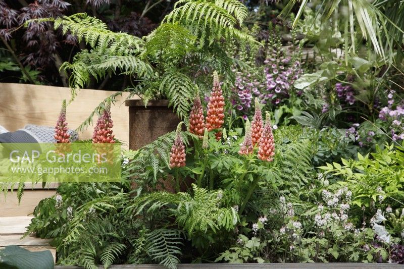 Vue de la plantation dans le Kingston Maurward 'The Space Within Garden' qui comprend des lupins, Tiarella 'Sugar and Spice' et Dryopteris filix-mas - Concepteur : Michelle Brown - Commanditaires : Kingston Maurward College.