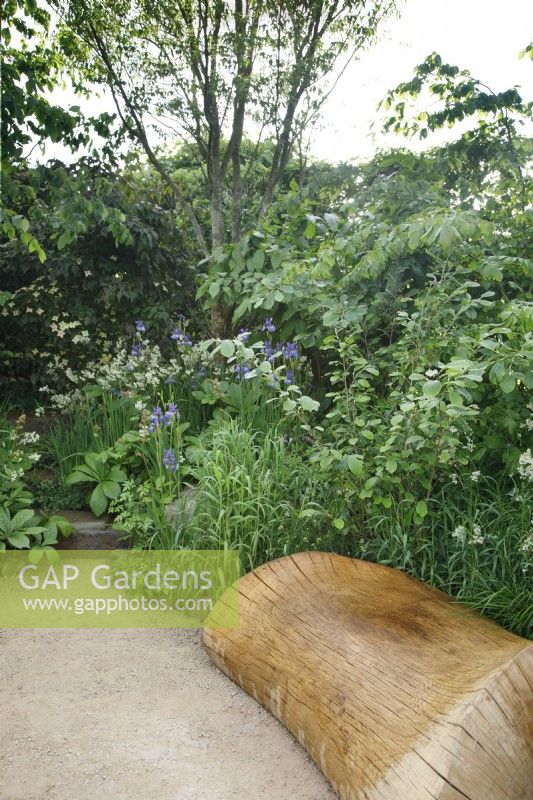 Une zone en contrebas avec un siège sculpté en chêne sur mesure a été créée dans The Place2Be Securing Tomorrow Garden, elle est plantée d'une plantation de style boisé - Concepteur : Jamie Butterworth - Sponsor : Sarasin and Partners.