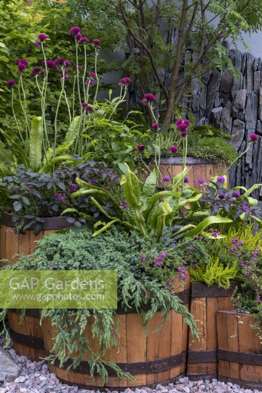 Cirsium rivulare 'Atropurpureum', Asplenium scolopendrium, Juniperus squamata 'Blue Carpet', Armeria pseudarmeria 'Ballerina Lilac', Angelica sylvestris 'Ebony' et Erica sp plantés dans des fûts de whisky récupérés. Le Still Garden - concepteur : Jane Porter.