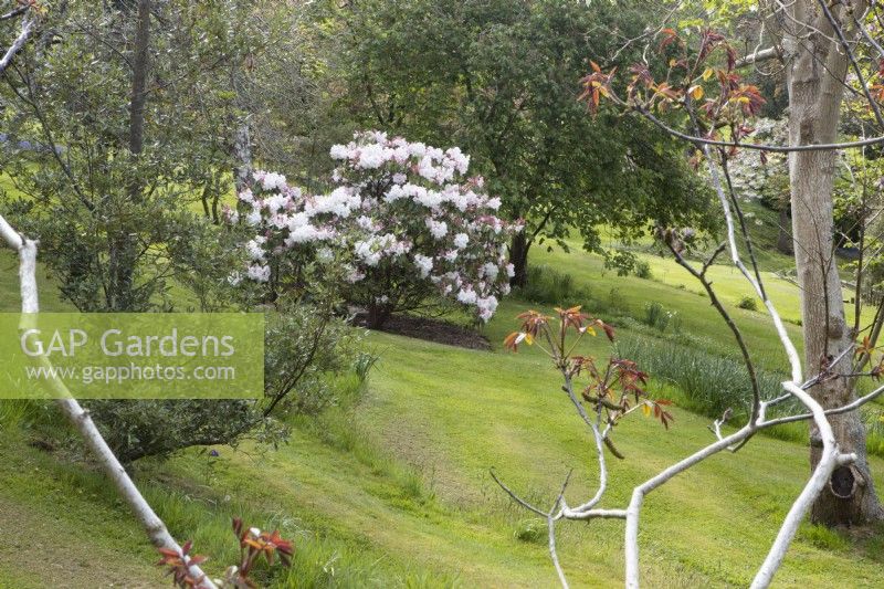 Un Rhododendron 'King George' se trouve au milieu d'une plantation de style boisé avec divers arbres autour de lui, une pelouse en pente. Ferme Whitstone. Jardin NGS, Devon. Le printemps.