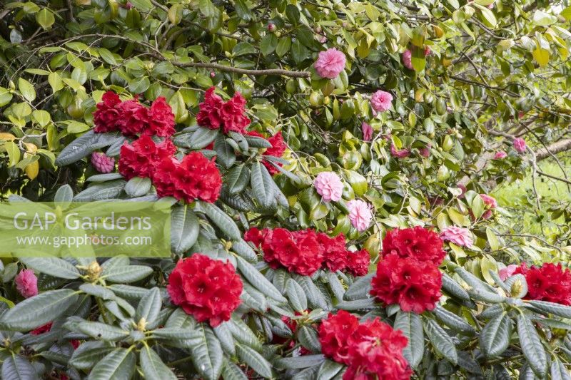 Rhododendron 'Red Ruffles' au premier plan avec un camélia rose derrière.Whitstone Farm. Jardin NGS, Devon. Le printemps.