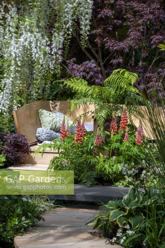 Lupinus 'Towering Inferno' avec Dicksonia antarctica et Acer palmatum 'Osakazuki' derrière - Kingston Maurward, The Space Within Garden, RHS Chelsea Flower Show 2022