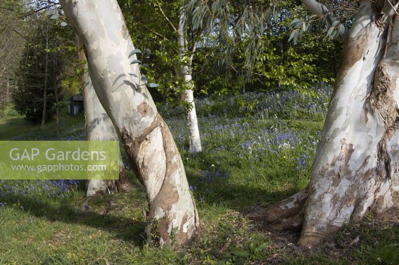 Les eucalyptus Myrtaceae eucalyptus debeuzevillei 'hybride' et Myrtaceae eucalyptus debeuzevillei sont assis devant une propagation de jacinthes des bois, Hyacinthoides non-scripta, dans un jardin boisé. Ferme Whitstone. Jardin NGS, Devon. Le printemps.