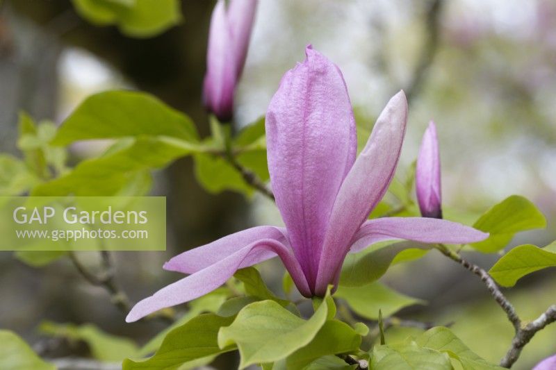 Détail des fleurs et feuillages de Magnolia 'Galaxy'. Le printemps.