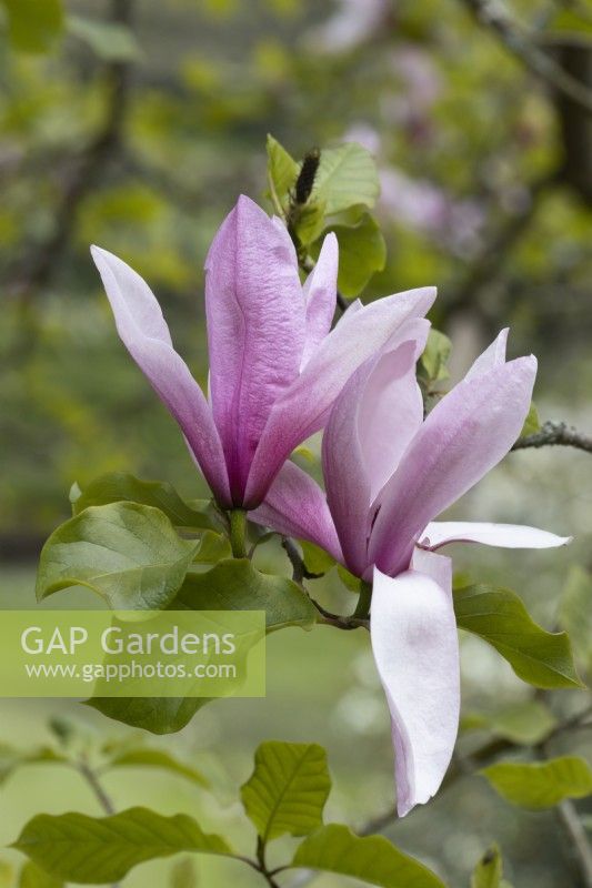 Détail des fleurs et feuillages de Magnolia 'Galaxy'. Le printemps.