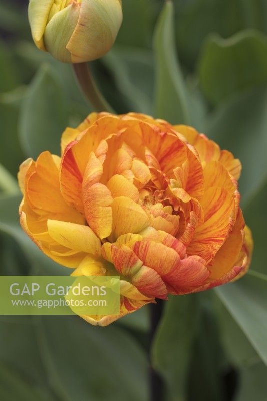 Tulipa 'Sunlover' - Mai