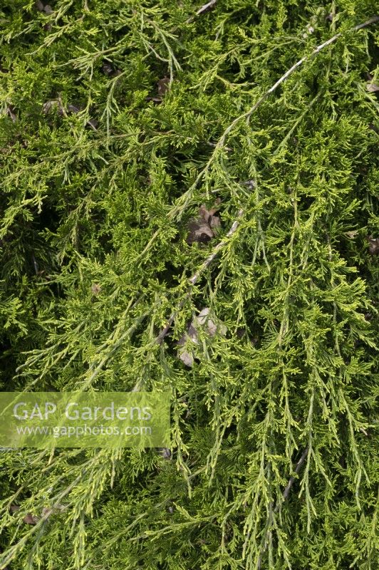 Juniperus sabina, genévrier savin