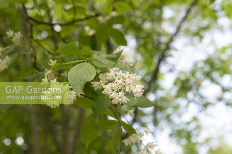 Staphylea colchica , noix de vessie du Caucase