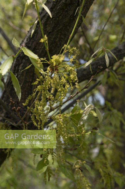 Fleurs de chêne Quercus glandulifera konara