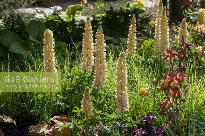 Lupinus 'Cashmere Cream' avec Iris 'Kent Pride' et feuillage de Luzula nivea - The New Blue Peter Garden - Discover Soil, RHS Chelsea Flower Show 2022
