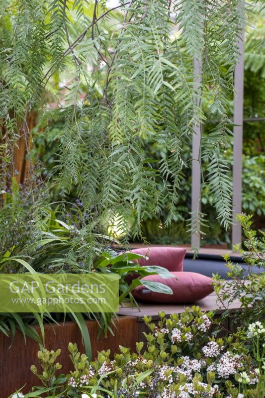 Arbre Schinus molle surplombant un pot en acier corten avec vue sur les coussins sur la terrasse en bois - Out of the Shadows, RHS Chelsea Flower Show 2022 - Médaille d'or